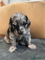 Cockapoo dogs - Advert 1