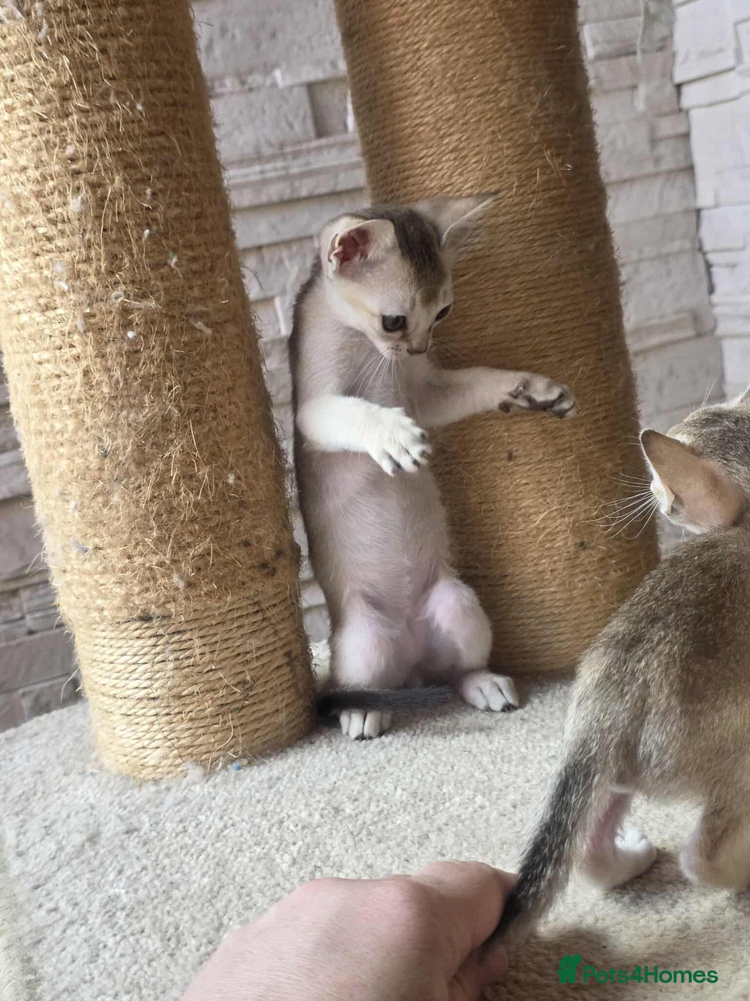 Singapura cats for sale: Stunning Singapura kittens  - Image 6