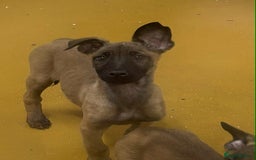 Belgian Shepherd Dog dogs for sale: Belgian shepherd pups REDUCED,! - Image 15