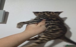Bengal cats for sale: Pure bengals - Image 6