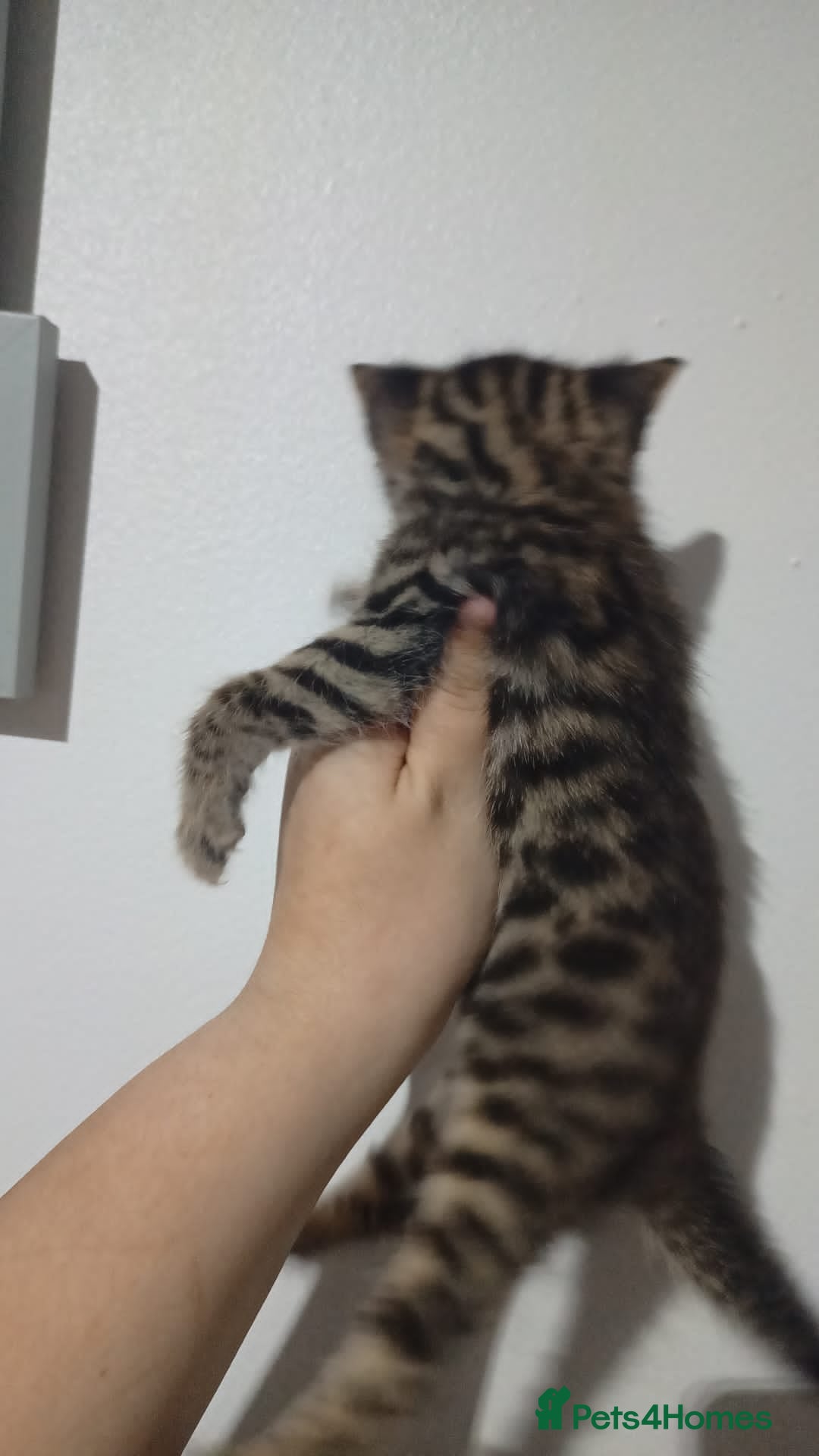 Bengal cats for sale: Pure bengals - Image 6