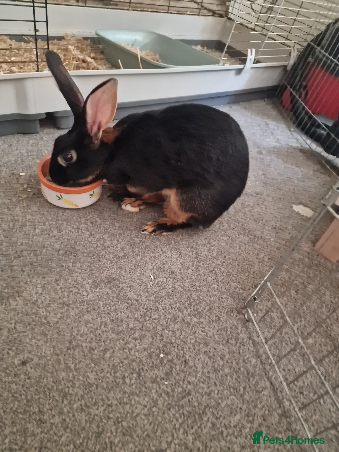 Belgian Hares rabbits for sale: Beautiful Belgian hare needing a new home  - Image 1