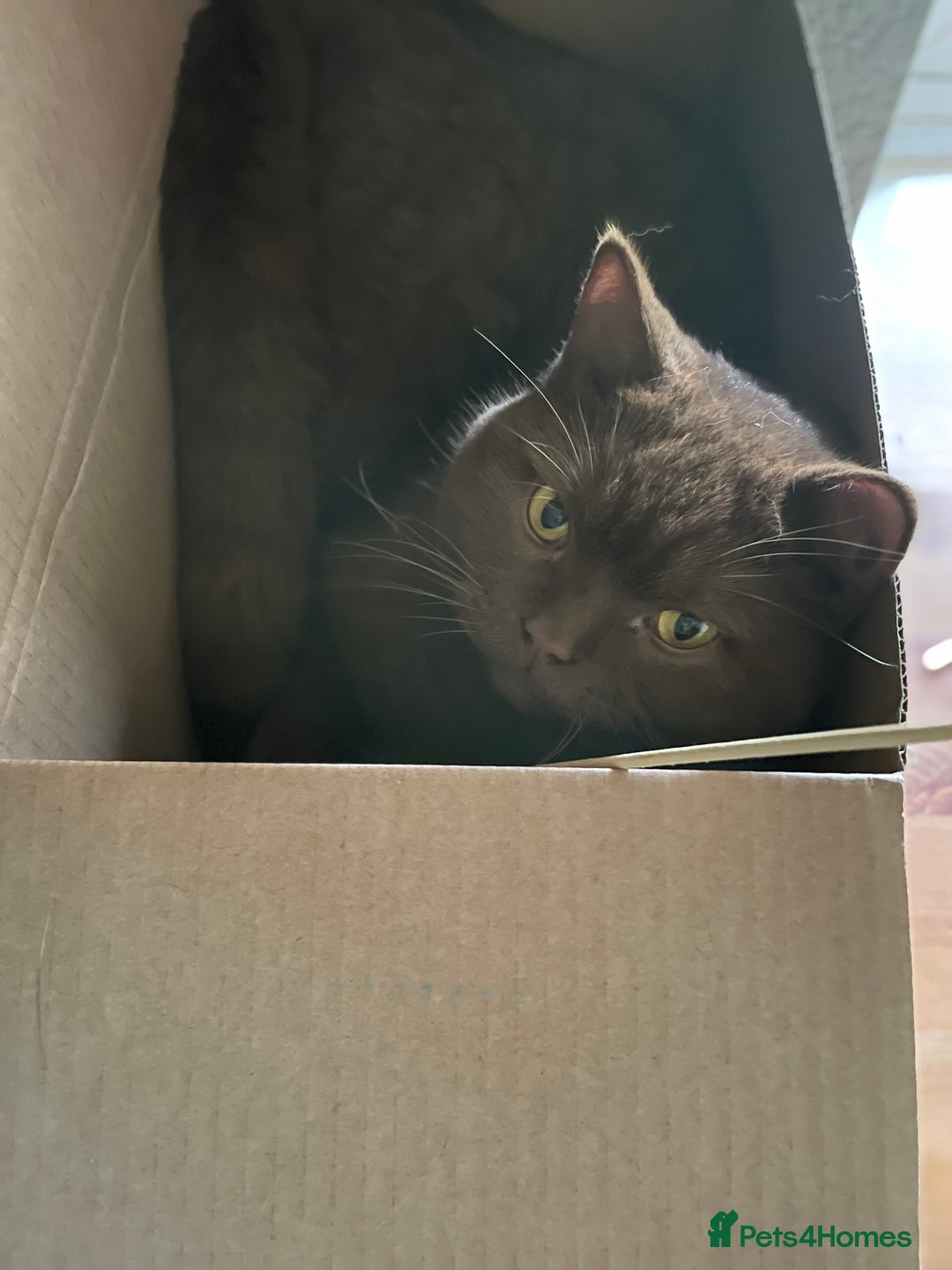 British Shorthair cats for sale: Brown British Shorthair pedigree - Image 4