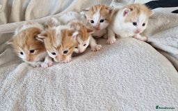 Mixed Breed cats for sale: Super fluffy ginger and white kittens  - Image 5