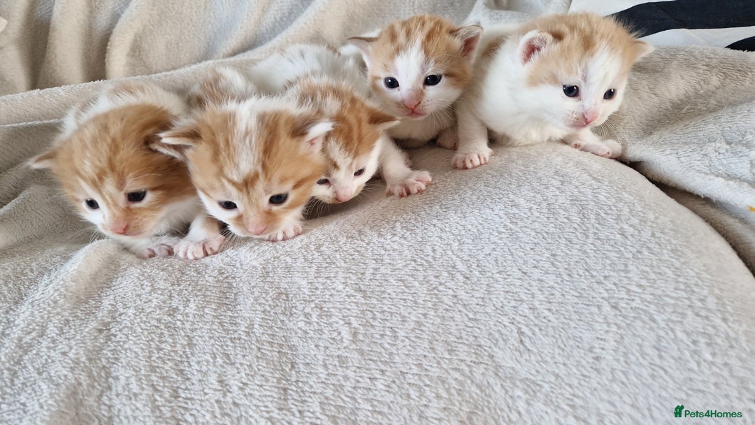 Mixed Breed cats for sale: Super fluffy ginger and white kittens  - Image 5