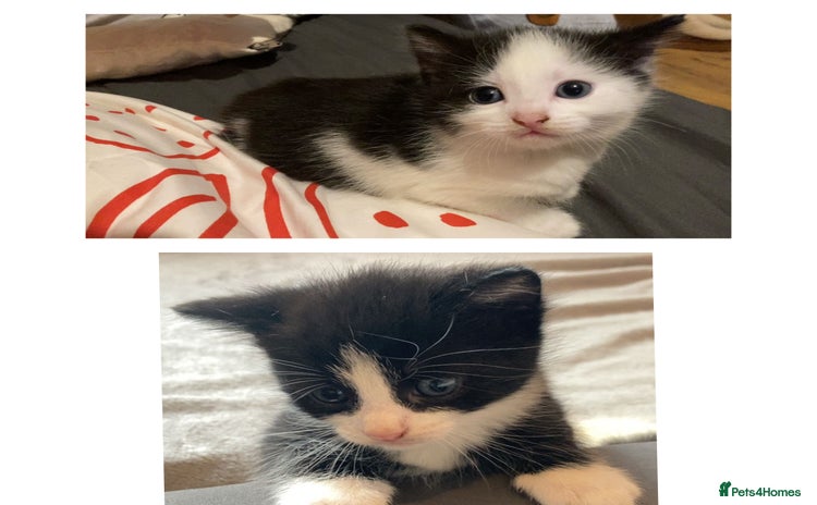 Domestic Shorthair cats - Advert 2