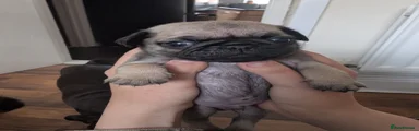 Pug Puppy 1