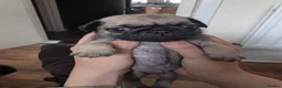 Pug dogs for sale: 6 stunning pug puppies for sale  - Advert 9