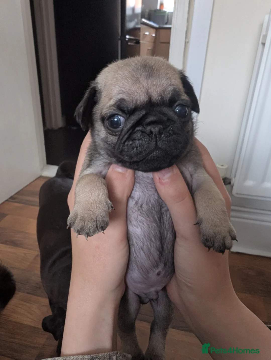 Pug dogs for sale: 6 stunning pug puppies for sale  - Advert 9