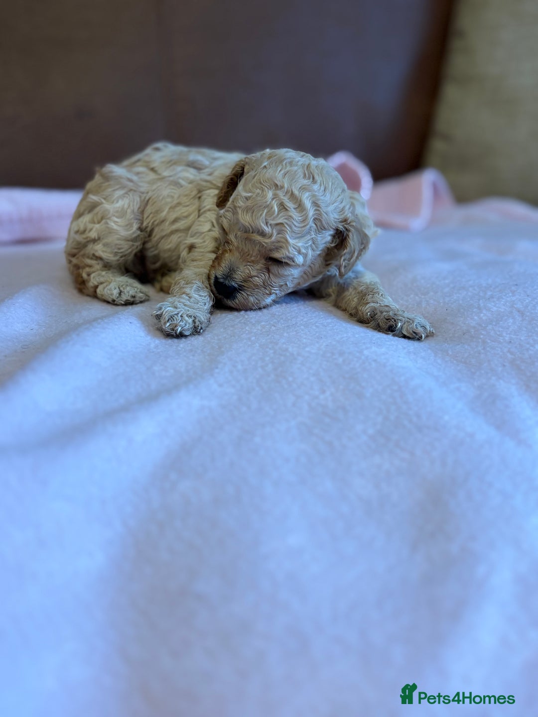 Toy Poodle dogs for sale: Toy poodle - Advert 11