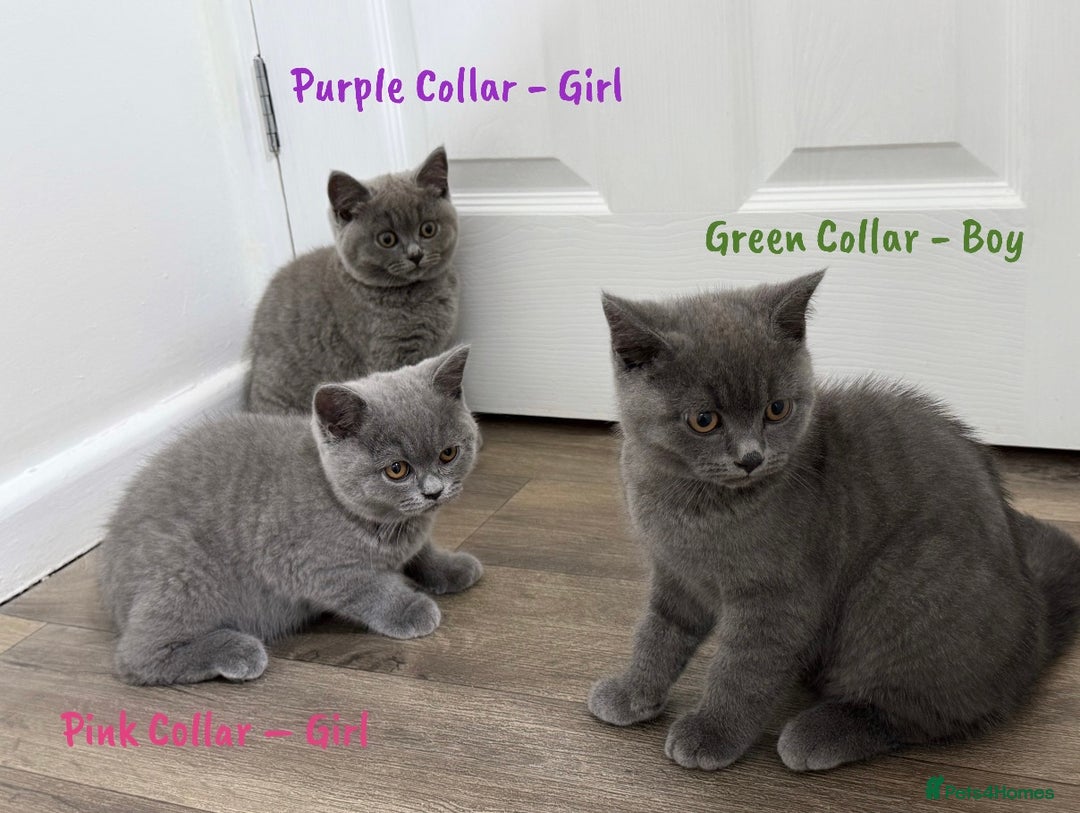 British Shorthair cats for sale: 🐾 Champion Line Blue BSH Kittens GCCF Active 🐾  - Image 23
