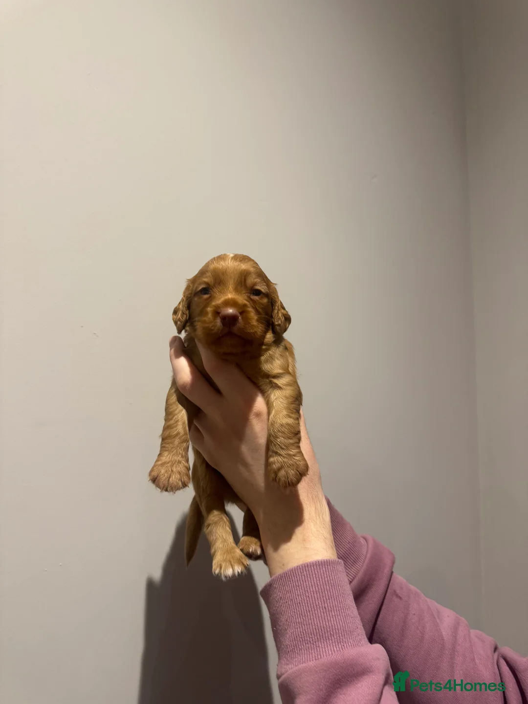 Sprocker dogs for sale: Sprocker spaniel puppies - Advert 3