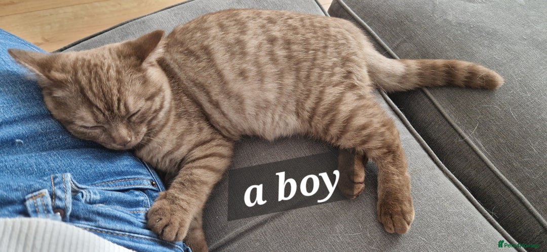 British Shorthair cats for sale: Lovely  British short hair kittens  - Image 15