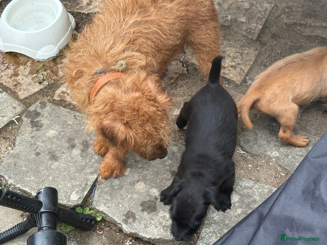 Mixed Breed dogs for sale: Working Lakeland x Patterdale  - Image 20