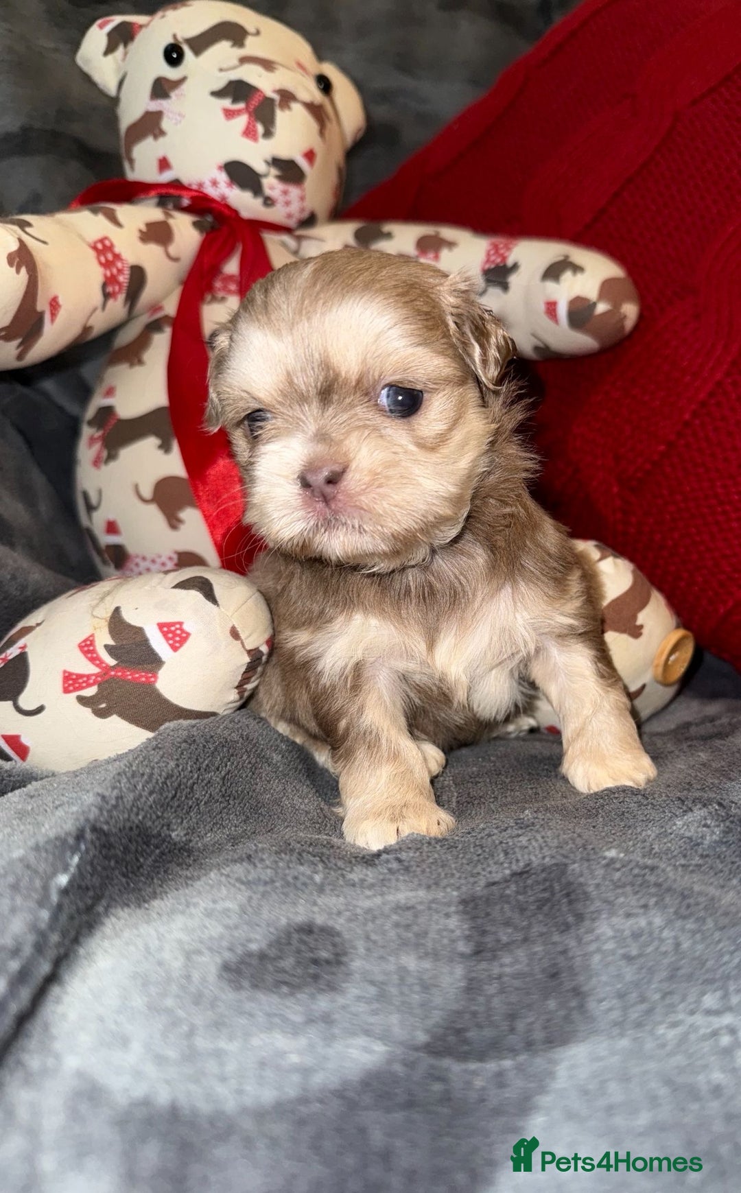 Shih Tzu dogs for sale: 🧡💜Stunning KC Registered Shih Tzu Puppies🧡💜 - Advert 11