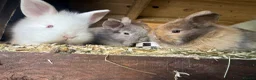 Lionhead rabbits for sale: Lion lop rabbits - boys and girls  - Advert 5