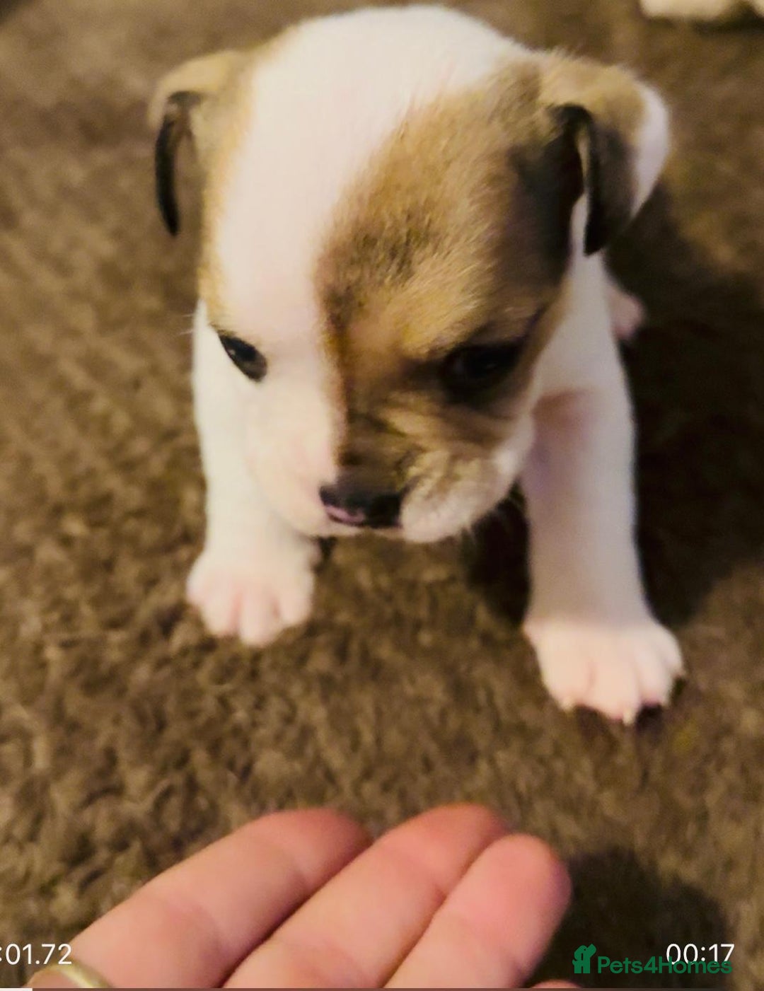 English Bulldog dogs for sale: 9 registered new age bulldogs (1 FEMALE REMAINING) - Advert 10
