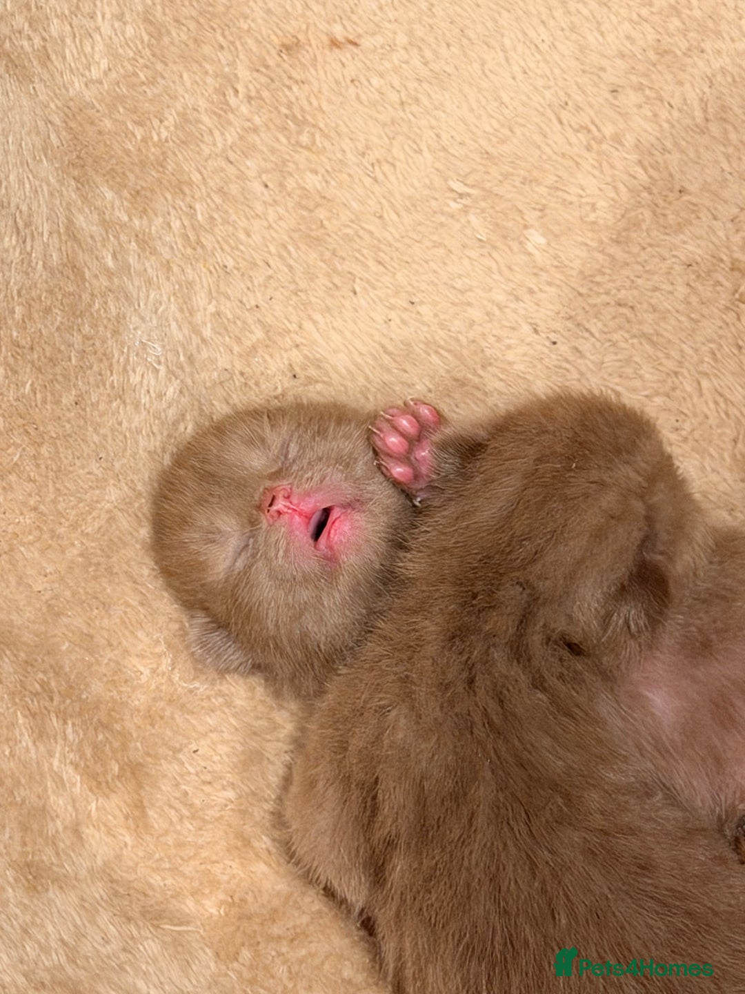 British Shorthair cats for sale: Cinnamon British shorthair kittens - Advert 20