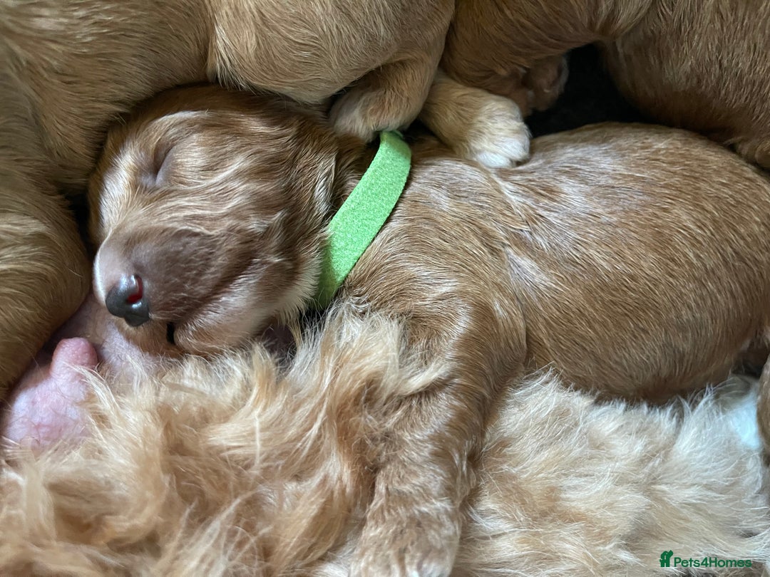 Australian Labradoodle dogs for sale: 100% Pure bred Australian Labradoodle - Advert 20