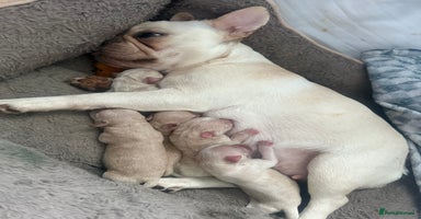 Mixed Breed dogs - Advert 4