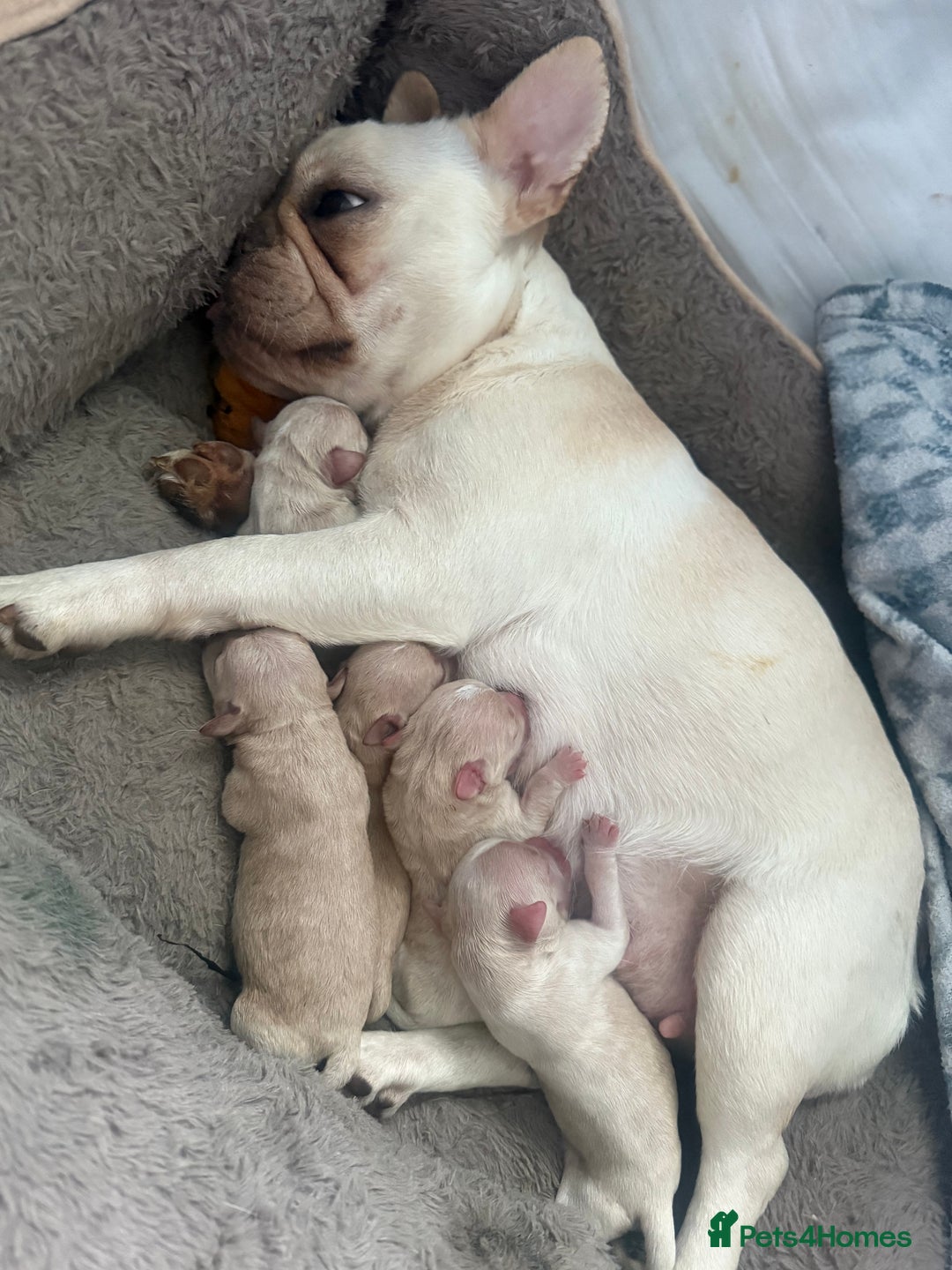 Mixed Breed dogs for sale: French bulldog x chipoo puppies  - Image 2