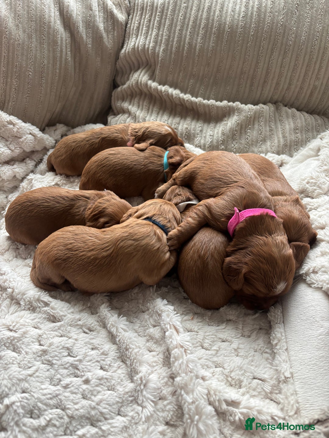 Cockalier dogs for sale: Cockalier puppies for sale  - Image 1