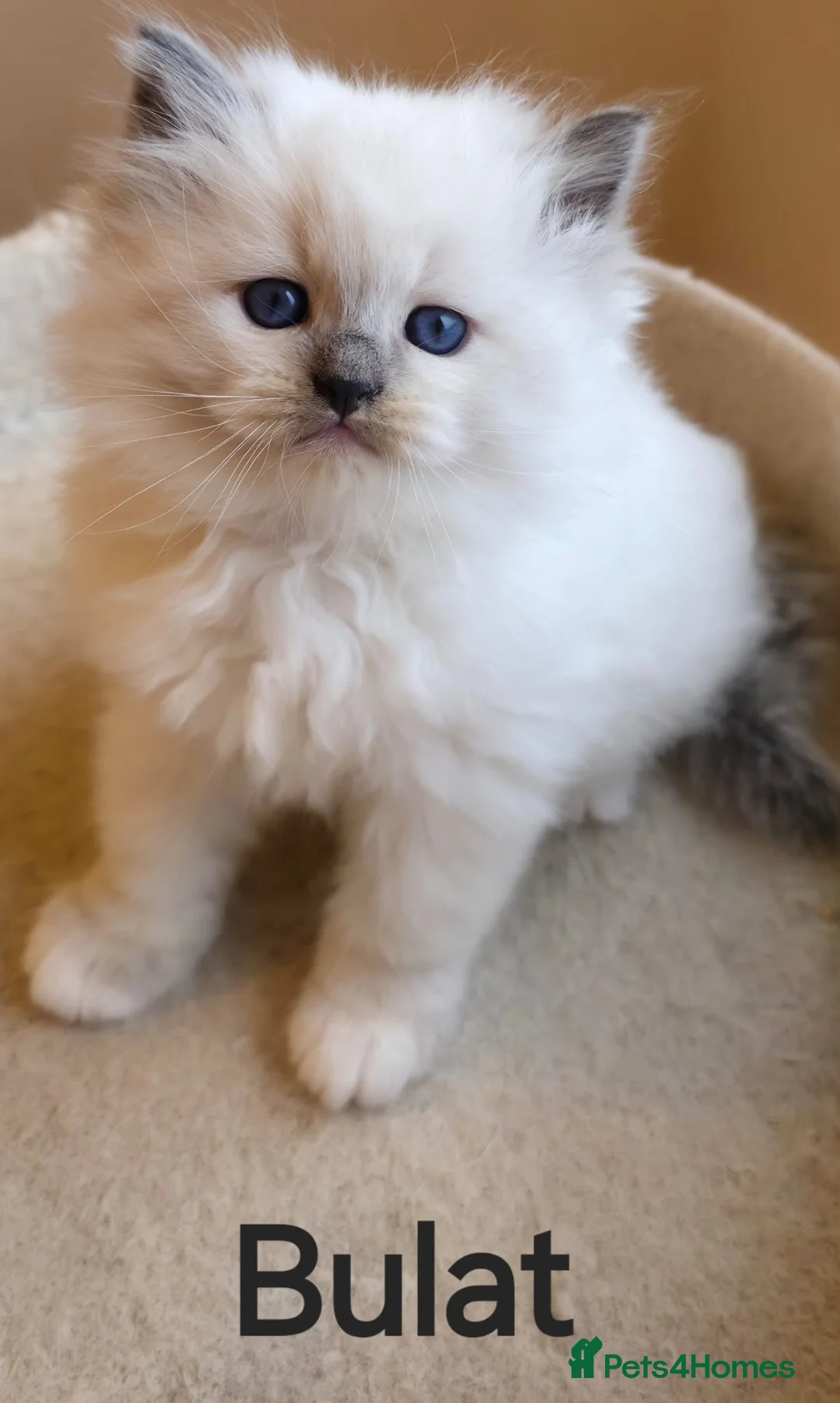 Siberian cats for sale: Kitten Siberian Neva Masquerade - Advert 2