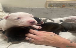 Mixed Breed dogs for sale: Staffordshire bull terrier cross - Advert 6