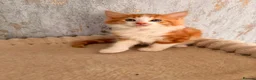 Mixed Breed cats for sale: Domestic shorthair and long hair kittens males  - Advert 7