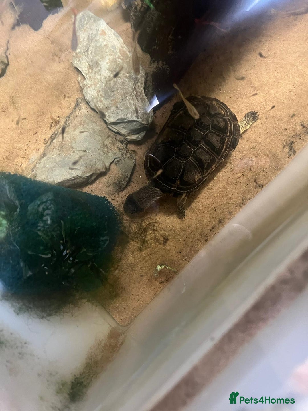 Turtle reptiles for sale: Dwarf African mud turtles - Advert 6