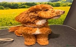 Mixed Breed dogs for sale: F1B mini goldendoodle for sale to good home - Image 3