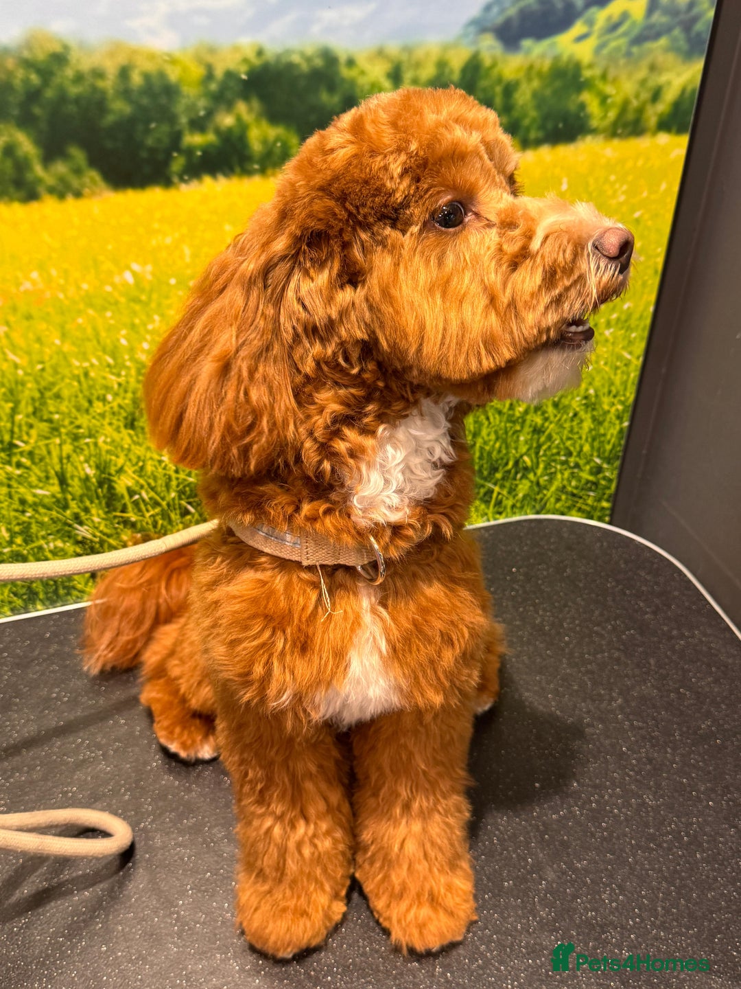 Mixed Breed dogs for sale: F1B mini goldendoodle for sale to good home - Image 3