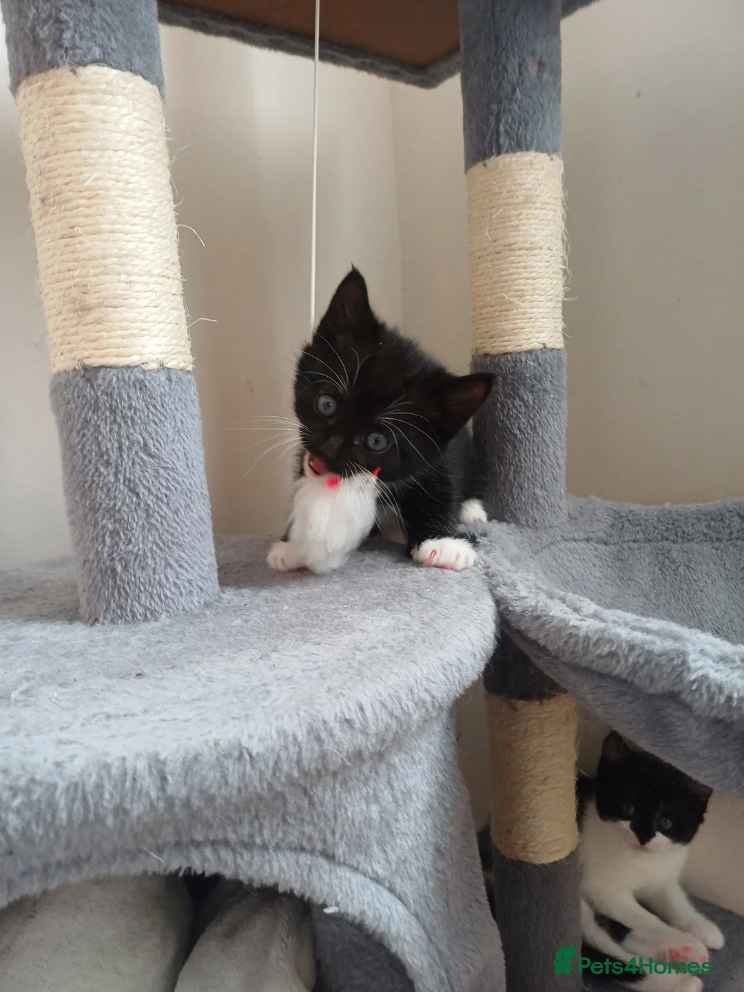 Mixed Breed cats for sale: Lovely kittens  - Advert 9
