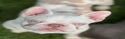 French Bulldog dogs for sale: Newshade Koi female carrying fluffy and pink  - Advert 2