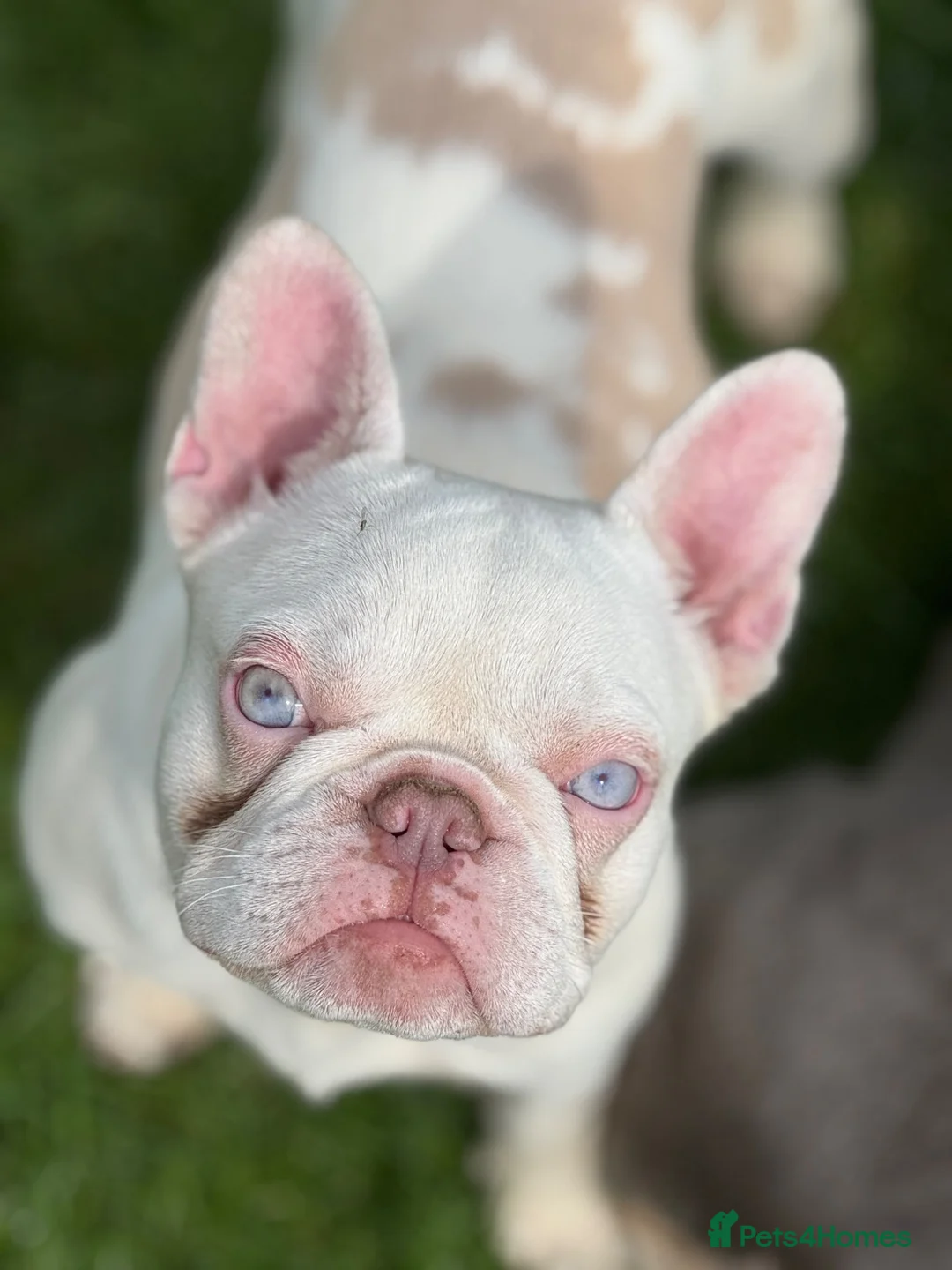 French Bulldog dogs for sale: Newshade Koi female carrying fluffy and pink  - Advert 2
