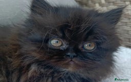 Persian cats for sale: Pure Persian - Image 2