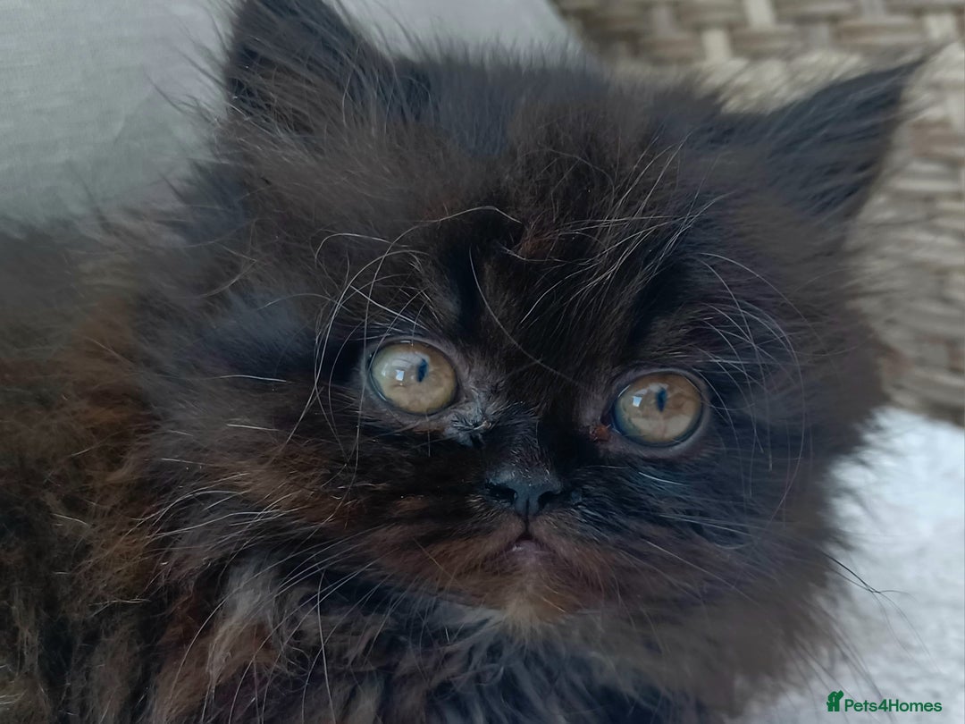 Persian cats for sale: Pure Persian - Image 2