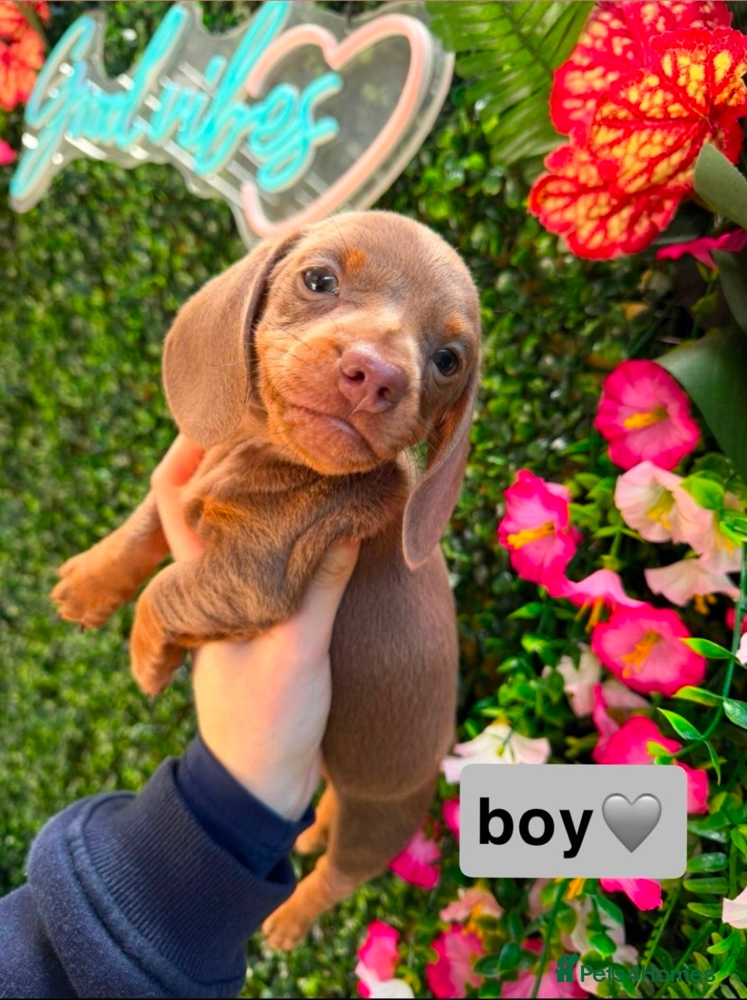 Dachshund dogs Kc registered miniature dachshund puppies - Advert 1