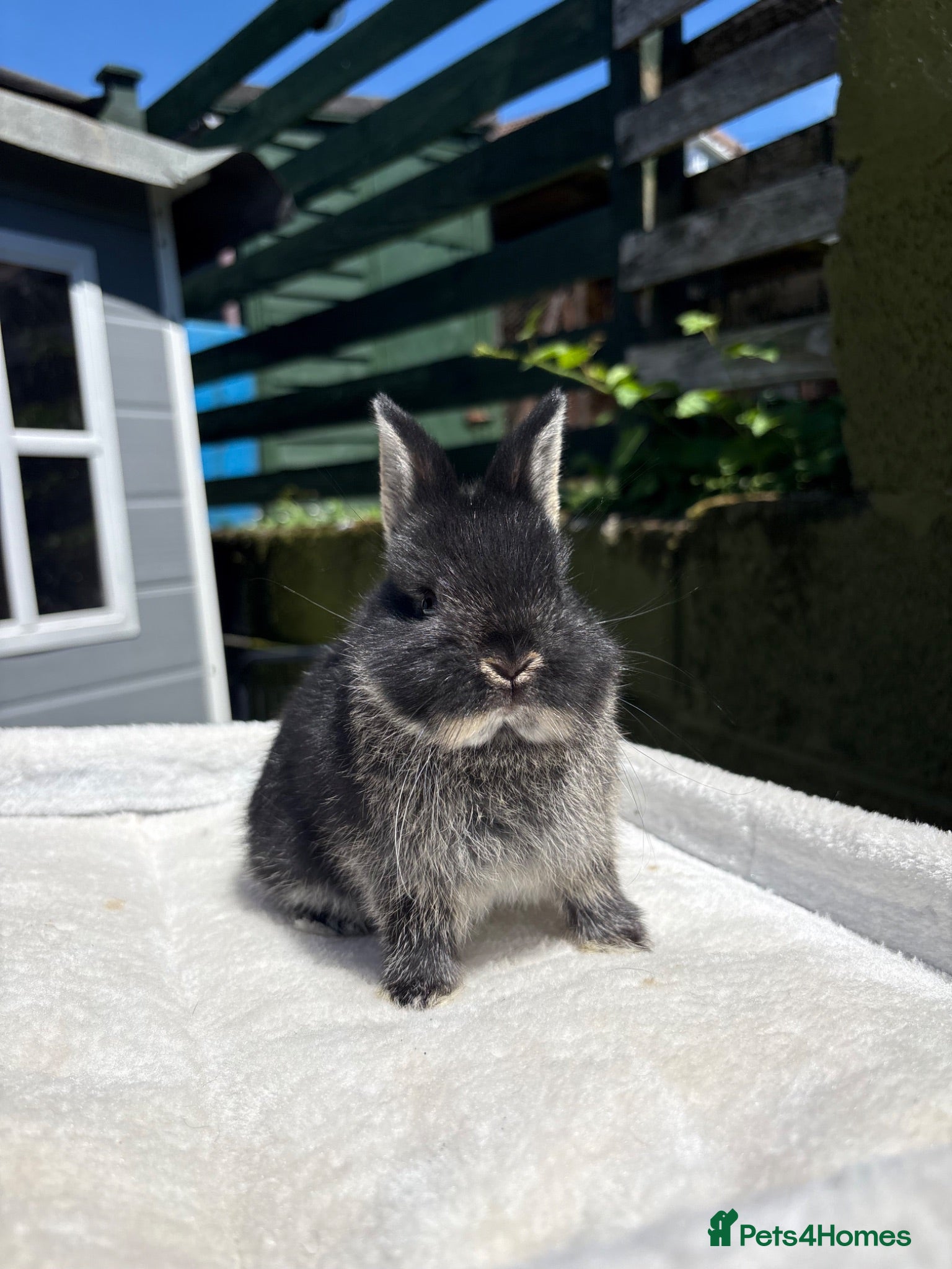 Netherland Dwarf rabbits Outstanding type and super Friendly  - Advert 3