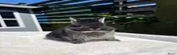 Netherland Dwarf rabbits for sale: Outstanding type and super Friendly  - Advert 1