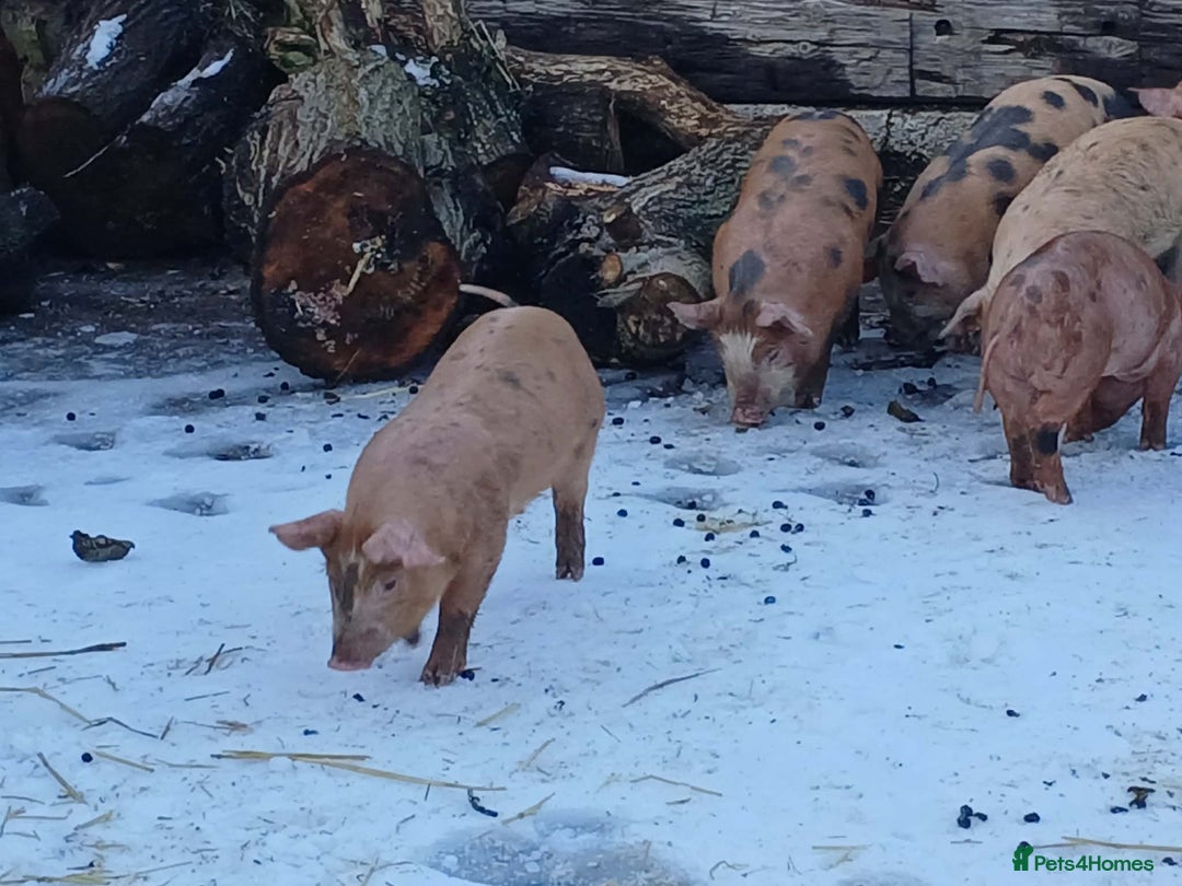 Pig livestock for sale: OSB x Pietrain piglets - Advert 2