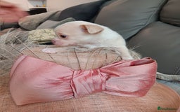 Chihuahua dogs for sale: Chihuhua pups - Image 15