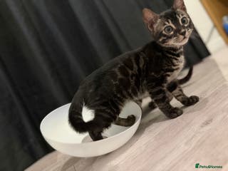 Bengal cats TICA registered pedigree Bengal Kittens - Advert 9