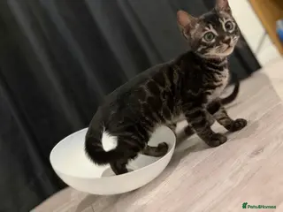 Bengal cats TICA registered pedigree Bengal Kittens - Advert 2