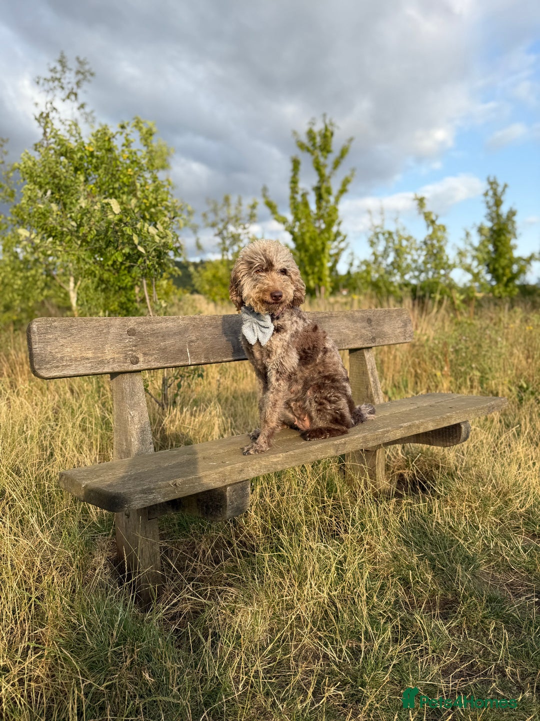 Australian Labradoodle dogs for sale: *waiting list* Australian labradoodles - Image 5