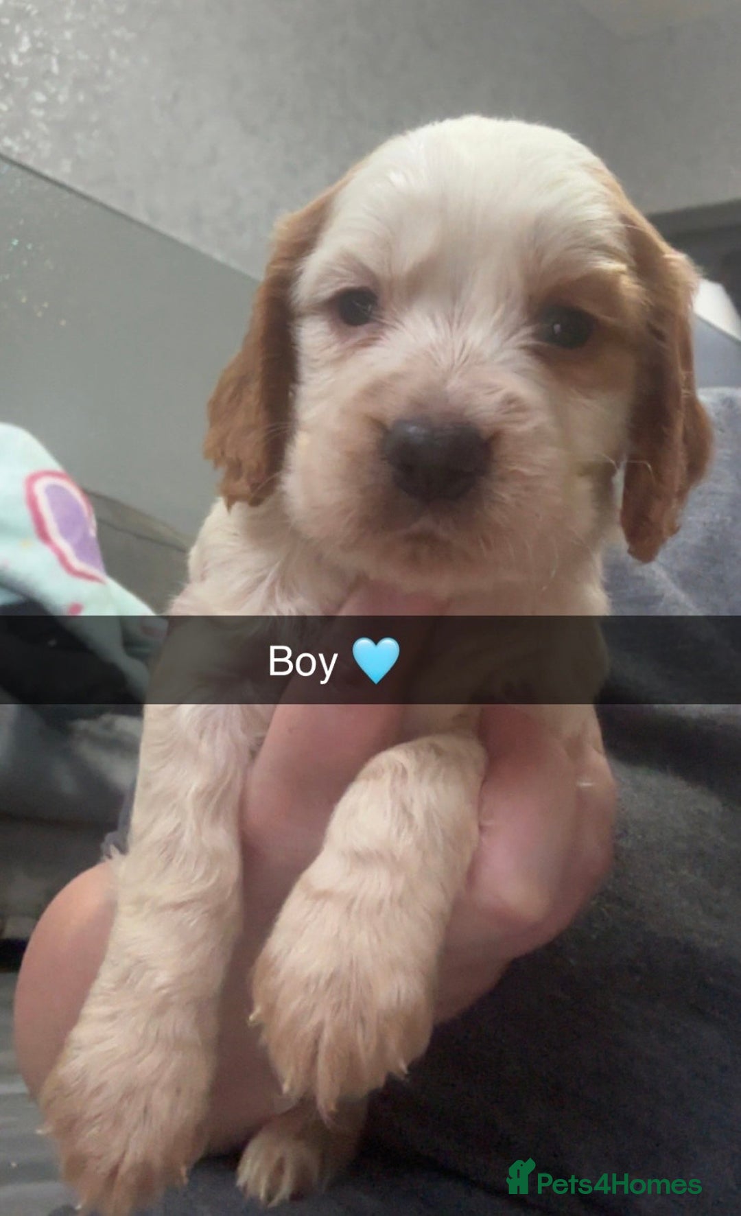 Cocker Spaniel dogs for sale: Beautiful cocker spaniel puppies  - Image 2