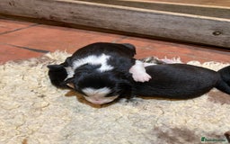 Border Collie dogs for stud: Border Collie for Stud in Malton - Image 7