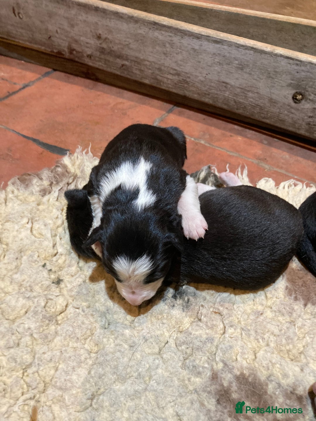 Border Collie dogs for stud: Border Collie for Stud in Malton - Image 7