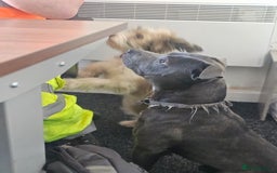 Staffordshire Bull Terrier dogs for stud: Stunning blue staffy for 1st time stud - Image 8