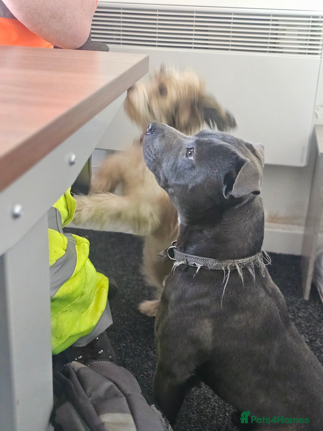 Staffordshire Bull Terrier dogs for stud: Stunning blue staffy for 1st time stud - Image 8